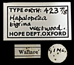 Hapalopeza tigrina • All Rights Reserved Museum Label