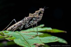Haania sp. "6b473cf3" • © Kenneth Chin • All Rights Reserved