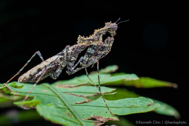 Haania sp. "6b473cf3" • © Kenneth Chin • All Rights Reserved