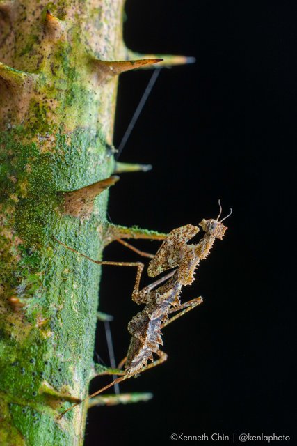 Haania sp. "6b473cf3"