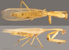 Hierodula sp. "cf. venosa ZRCBDP0071871"