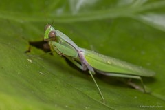Hierodula venosa