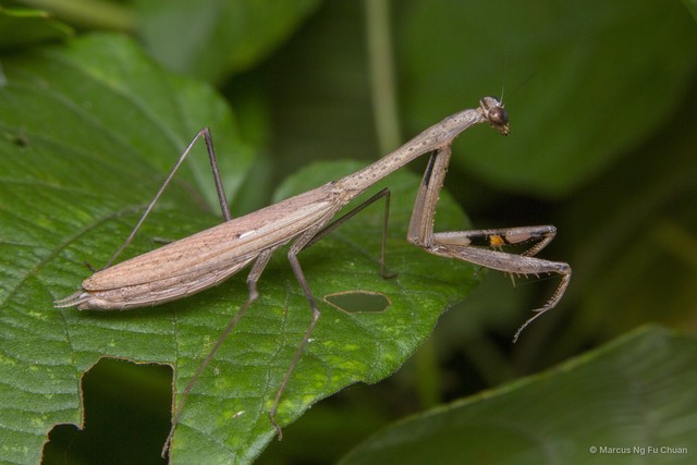 Statilia maculata • © Marcus Ng Fu Chuan • All Rights Reserved