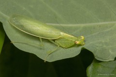 Tropidomantis tenera