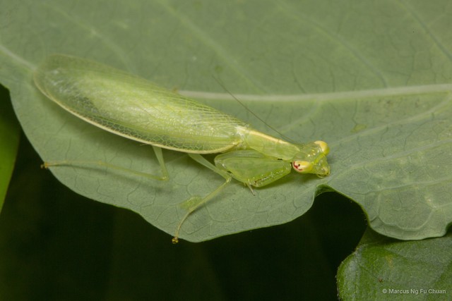 Tropidomantis tenera • © Marcus Ng Fu Chuan • All Rights Reserved
