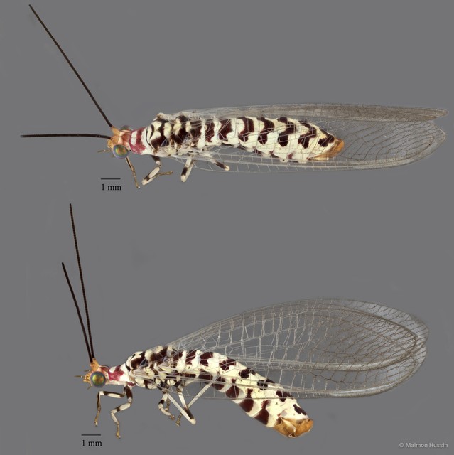 Italochrysa japonica • © Maimon Hussin • All Rights Reserved