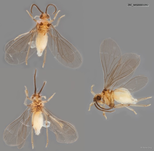 Coniopterygidae sp. "ZRC_MIS00001092" • © Rene Ong • All Rights Reserved
