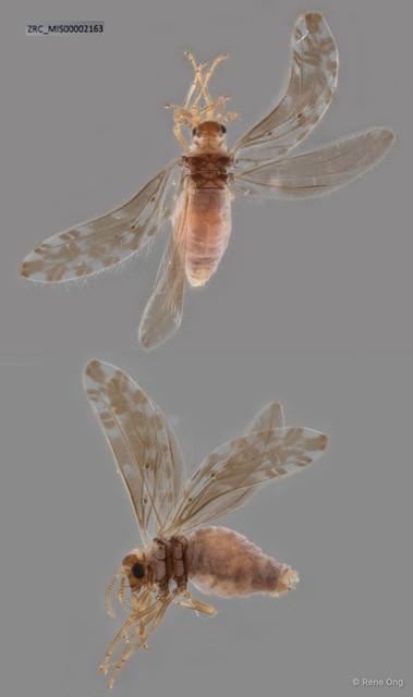 Coniopterygidae sp. "ZRC_MIS00002163" • © Rene Ong • All Rights Reserved