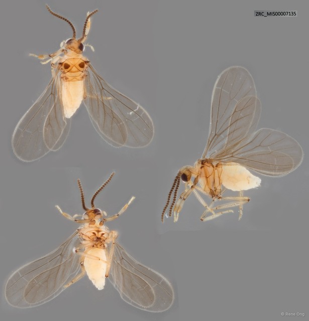 Coniopterygidae sp. "ZRC_MIS00007135" • © Rene Ong • All Rights Reserved
