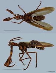 Euclimacia sp. "1bf2b691" • © Linda S. Rayor • All Rights Reserved