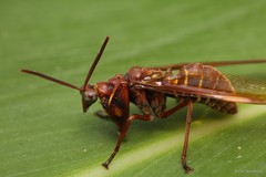 Euclimacia sp. "1bf2b691" • © Foo Maosheng • All Rights Reserved