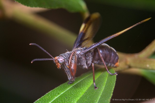 Euclimacia gerstaeckeri • © Marcus Ng Fu Chuan • CC BY-NC-ND 4.0