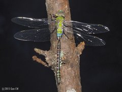 Anax guttatus