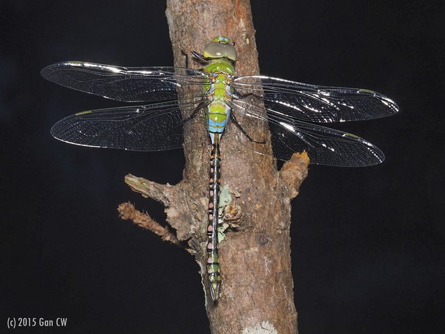 Anax guttatus • © Gan Cheong Weei • All Rights Reserved