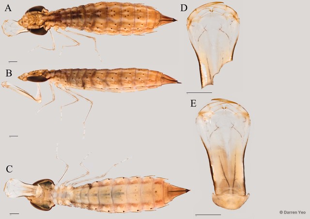 Anax guttatus
