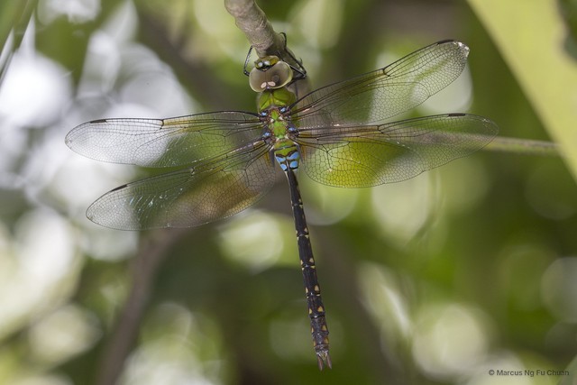 Anax panybeus • © Marcus Ng Fu Chuan • All Rights Reserved