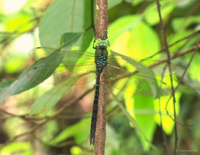 Heliaeschna uninervulata • © Tang Hung Bun • All Rights Reserved