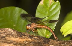 Tetracanthagyna plagiata • © Marcus Ng Fu Chuan • All Rights Reserved
