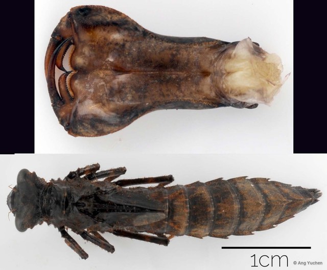 Tetracanthagyna plagiata