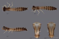 Tetracanthagyna plagiata • © Maimon Hussin • All Rights Reserved