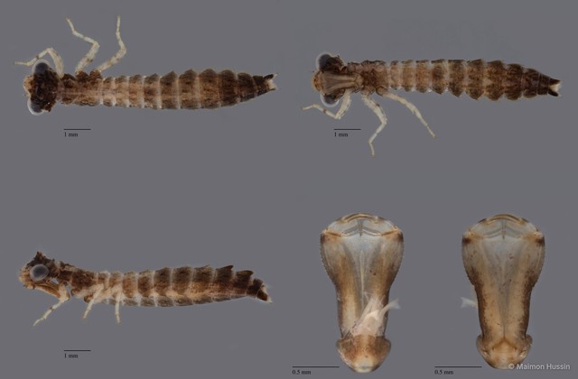 Tetracanthagyna plagiata