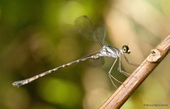 Podolestes orientalis • © Marcus Ng Fu Chuan • All Rights Reserved