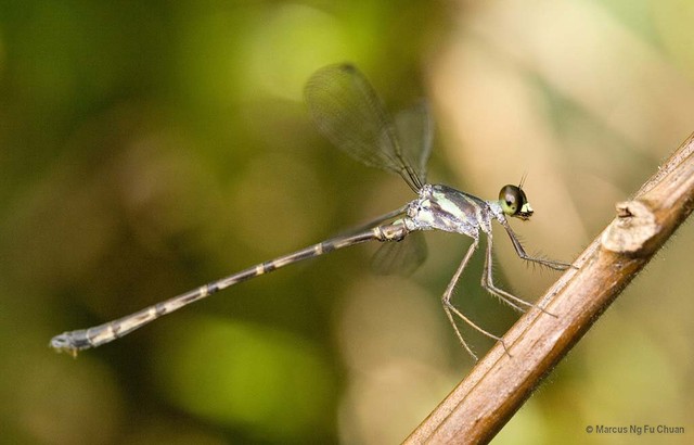 Podolestes orientalis • © Marcus Ng Fu Chuan • All Rights Reserved