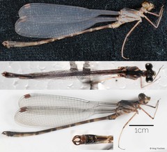 Podolestes orientalis • © Ang Yuchen • All Rights Reserved
