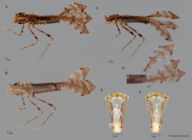 Podolestes orientalis