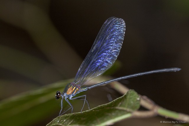 Echo modesta • © Marcus Ng Fu Chuan • All Rights Reserved