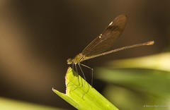 Neurobasis chinensis • © Marcus Ng Fu Chuan • All Rights Reserved