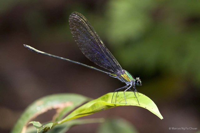 Vestalis amethystina • © Marcus Ng Fu Chuan • All Rights Reserved