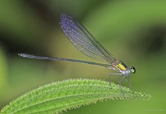 Vestalis amoena • © Tang Hung Bun • All Rights Reserved