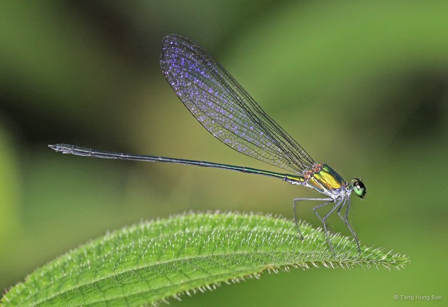 Vestalis amoena • © Tang Hung Bun • All Rights Reserved