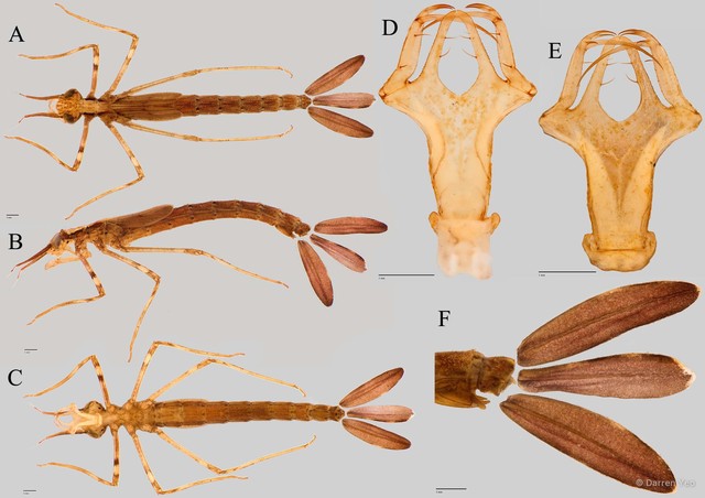 Vestalis amoena