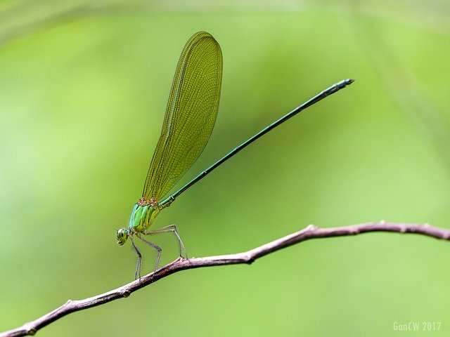 Vestalis gracilis • © Gan Cheong Weei • All Rights Reserved