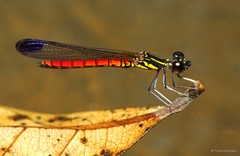 Libellago aurantiaca • © Tang Hung Bun • All Rights Reserved