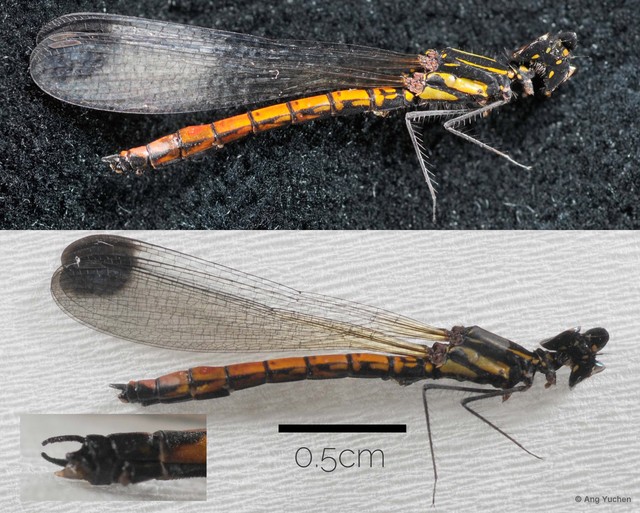 Libellago aurantiaca