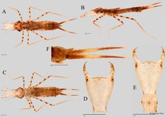 Libellago aurantiaca • © Darren Yeo • All Rights Reserved