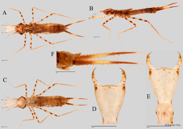 Libellago aurantiaca