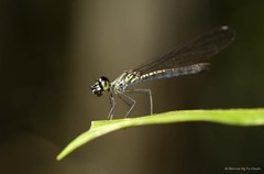 Libellago hyalina • © Marcus Ng Fu Chuan • All Rights Reserved