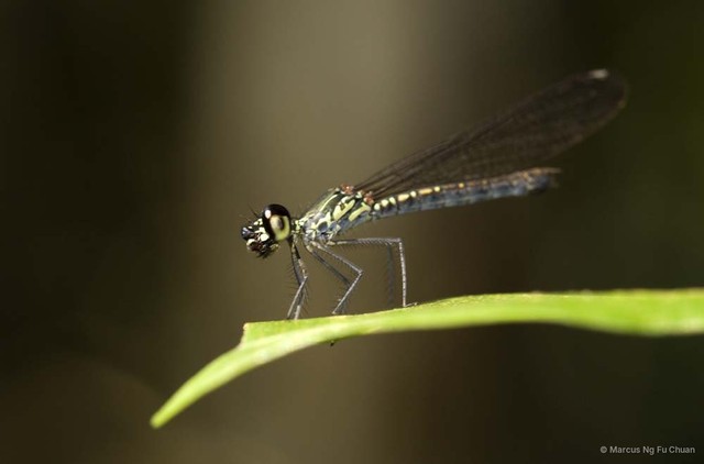 Libellago hyalina • © Marcus Ng Fu Chuan • All Rights Reserved