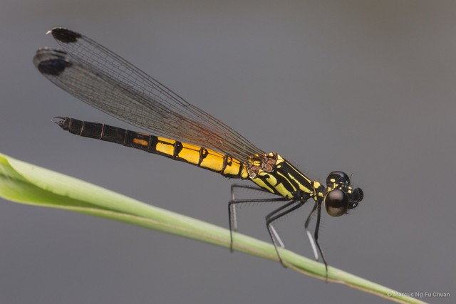Libellago lineata • © Marcus Ng Fu Chuan • All Rights Reserved