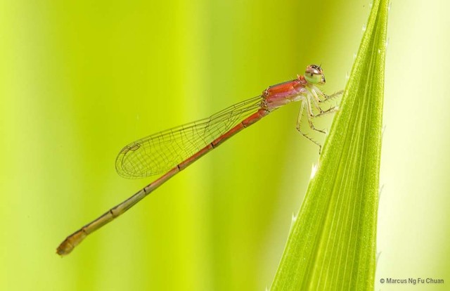 Agriocnemis femina • © Marcus Ng Fu Chuan • All Rights Reserved