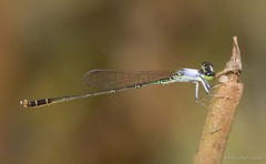 Agriocnemis femina • © Marcus Ng Fu Chuan • All Rights Reserved