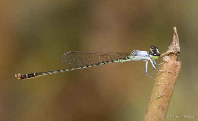 Agriocnemis femina