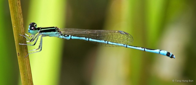 Agriocnemis nana • © Tang Hung Bun • All Rights Reserved