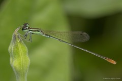 Agriocnemis pygmaea • © Marcus Ng Fu Chuan • All Rights Reserved