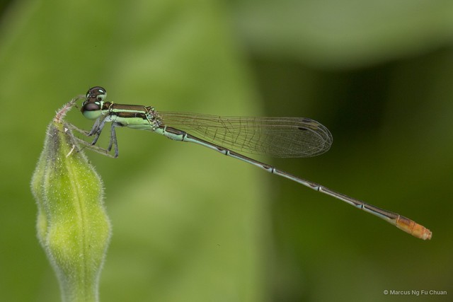 Agriocnemis pygmaea • © Marcus Ng Fu Chuan • All Rights Reserved