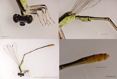 Agriocnemis pygmaea • © Darren Yeo • All Rights Reserved